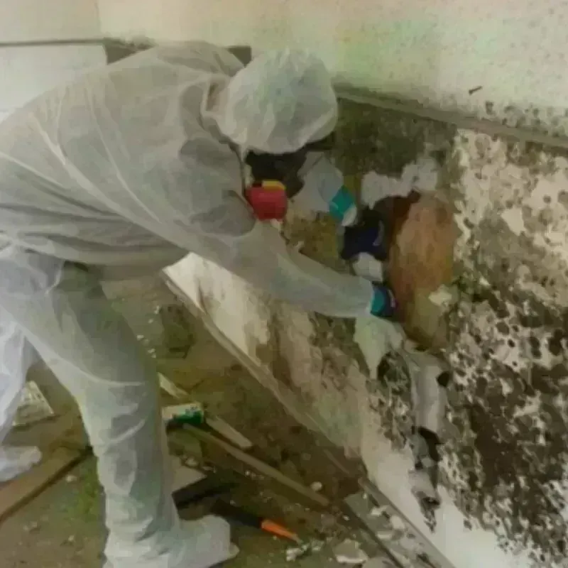 Mold Remediation and Removal in Clifton, TN